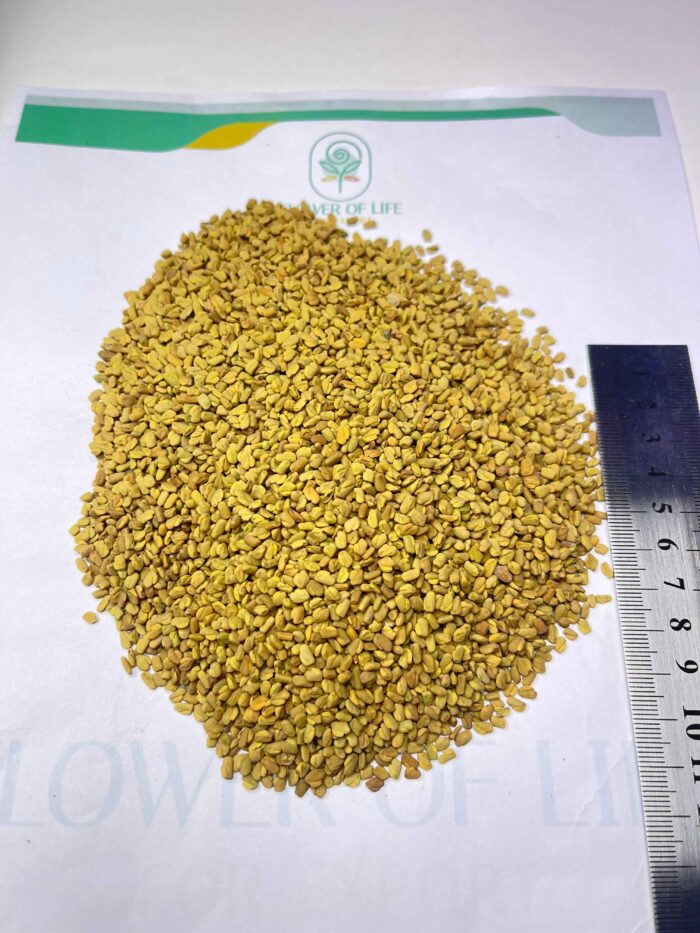 FENUGREEK SEEDS - Image 2